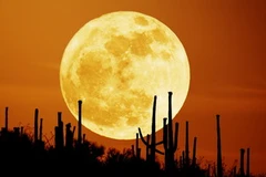 Ảnh chỉ có tính minh họa. (Nguồn: Internet)