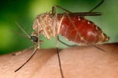 Muỗi là vật trung gian truyền virus Tây sông Nile từ các loài chim sang người. (Nguồn: newenglandpost.com)