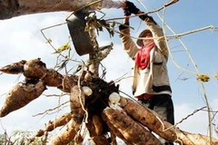 Ảnh chỉ có tính minh họa. (Nguồn: phnompenhpost.com)