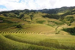 Ruộng bậc thang vào mùa lúa chín. (Ảnh: Thanh Hà/TTXVN)