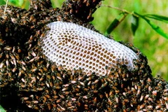 Ảnh chỉ có tính minh họa. (Nguồn: Internet)