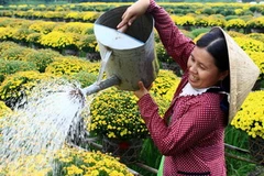 Ảnh chỉ có tính minh họa. (Ảnh: Duy Khương/TTXVN)