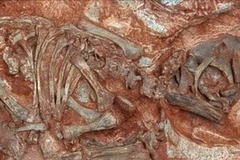 Bộ xương phôi thai khủng long sống cách đây 190 triệu năm. (Nguồn: presstv.ir)