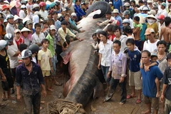 Hàng ngàn người dân hiếu kỳ kéo đến xem cá voi. (Ảnh: Huỳnh Sử/TTXVN) 