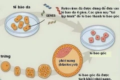 Ảnh chỉ có tính minh họa. (Nguồn: Internet)