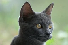 Loài mèo có giác quan thứ sáu rất thần bí. (Nguồn: Internet)