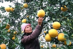 Một vườn bưởi Diễn chuẩn bị cho thu hoạch. (Ảnh: Đình Huệ/TTXVN)