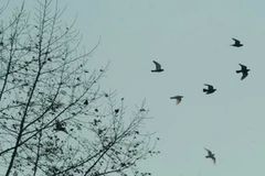 Ảnh chỉ có tính minh họa. (Nguồn: AFP/Vietnam+)