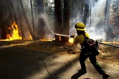 Lính cứu hoar đang cố gắng dập đám cháy rừng tại Công viên quốc gia Yosemite. (Nguồn: AP)