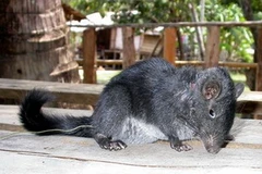 Chuột đá. (Nguồn: Internet)