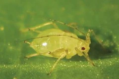 Rệp vừng Aphidius ervi. (Nguồn: Internet)