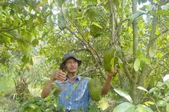 Ảnh chỉ có tính minh họa. (Nguồn: Internet)