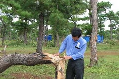 Ảnh chỉ có tính minh họa. (Nguồn: nongnghiep.vn)