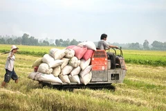 Ảnh chỉ có tính minh họa. (Ảnh: Minh Trí/TTXVN)