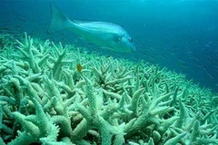 Ảnh chỉ có tính minh họa. (Nguồn: brisbanetimes)