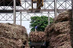 Ảnh chỉ có tính minh họa. (Nguồn: Internet)