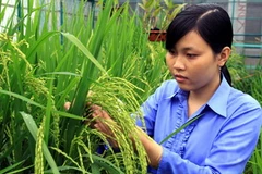 Sản xuất lúa giống tại công ty Bình Minh, An Giang. (Ảnh: Duy Khương/TTXVN)