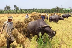 Thu hoạch lúa Đông Xuân 2010-2011 tại huyện Vị Thủy, Hậu Giang. (Ảnh: Duy khương/TTXVN)