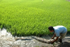 Bơm nước ngọt cứu mặn cho lúa. (Ảnh: Huỳnh Sử/TTXVN)