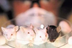 Ảnh chỉ có tính minh họa. (Nguồn: Internet)