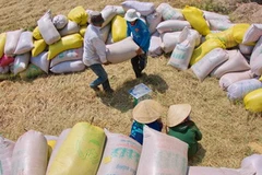 Ảnh chỉ có tính mimh họa. (Ảnh: Duy Khương/TTXVN)