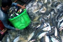 Ảnh chỉ có tính minh họa. (Nguồn: vasep.com.vn)