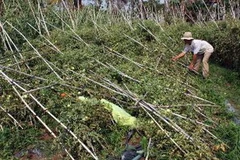 Khắc phục hậu quả sau một trận mưa đá. (Ảnh: Trần Lế Lâm/TTXVN)