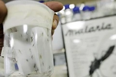 Bệnh sốt rét lây truyền chủ yếu qua đường muỗi đốt. (Nguồn: timesofmalta.com)