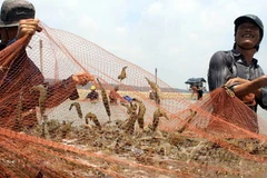 Thu hoạch tôm sú. (Ảnh: Duy Khương/TTXVN)