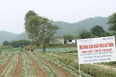 Một ruộng rau sản xuất theo tiêu chuẩn VietGap. (Ảnh: Anh Tuấn/TTXVN)