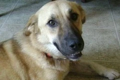 Chú chó Target. (Nguồn: Internet)