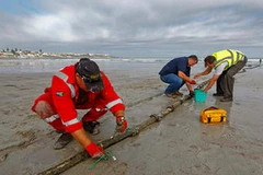 Lắp đặt hệ thống cáp quang dưới biển EASSy. (Nguồn: csmonitor.com)