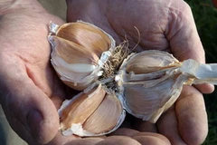 Tỏi - "thần dược" đối với bệnh nhân cao huyết áp. (Nguồn: Internet)