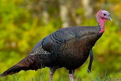 Ảnh chỉ có tính minh họa. (Nguồn: Internet)