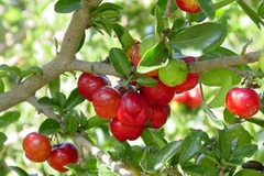 Cây sơ ri. (Nguồn: Internet)