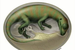 Tranh mô phỏng bào thai khủng long trong trứng được tìm thấy ở tỉnh Vân Nam, Trung Quốc. (Nguồn: Nature)