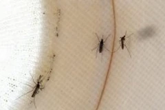 Muỗi là vật trung gian truyền virus từ các loài chim sang người. (Nguồn: AFP) 