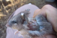 Chuột gai châu Phi có thể tái tạo 60% vùng da ở lưng. (Nguồn: nature.com)