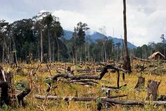 Ảnh chỉ có tính minh họa. (Nguồn: Internet)