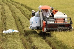 Thu hoạch lúa Hè Thu. (Ảnh: Duy Khương/TTXVN)