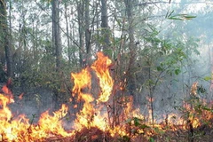 Cháy rừng trồng ở xã HRa, huyện Măng Yang ngày 22/4/2010. (Ảnh: Sỹ Huynh/TTXVN) 