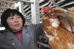 Một chủ nuôi gà ở tỉnh Sơn Đông, Trung Quốc. (Nguồn: Sankei)