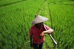 Một ruộng lúa ở Lào. (Nguồn: BBC)