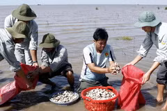 Thu hoạch nghêu. (Ảnh: Hoàng Hải/TTXVN)