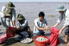 Thu hoạch nghêu. (Ảnh: Hoàng Hải/TTXVN)