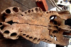 Xương hàm cá sấu vớt được. (Nguồn: Internet)