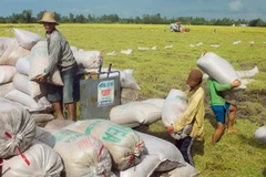 Thu hoạch lúa Hè Thu 2013. (Ảnh: Duy Khương/TTXVN)