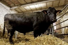 Ảnh chỉ có tính minh họa. (Nguồn: Internet)