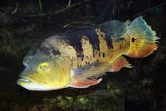 Cá hoàng đế. (Nguồn: wikimedia.org)