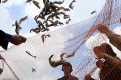 Thu hoạch tôm sú. (Ảnh: Duy Khương/TTXVN)